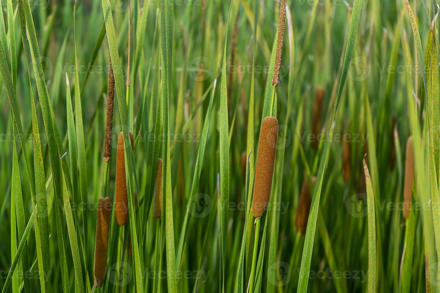 Close up of Narrow-leaved Cattail or Soft Flag plant. photo