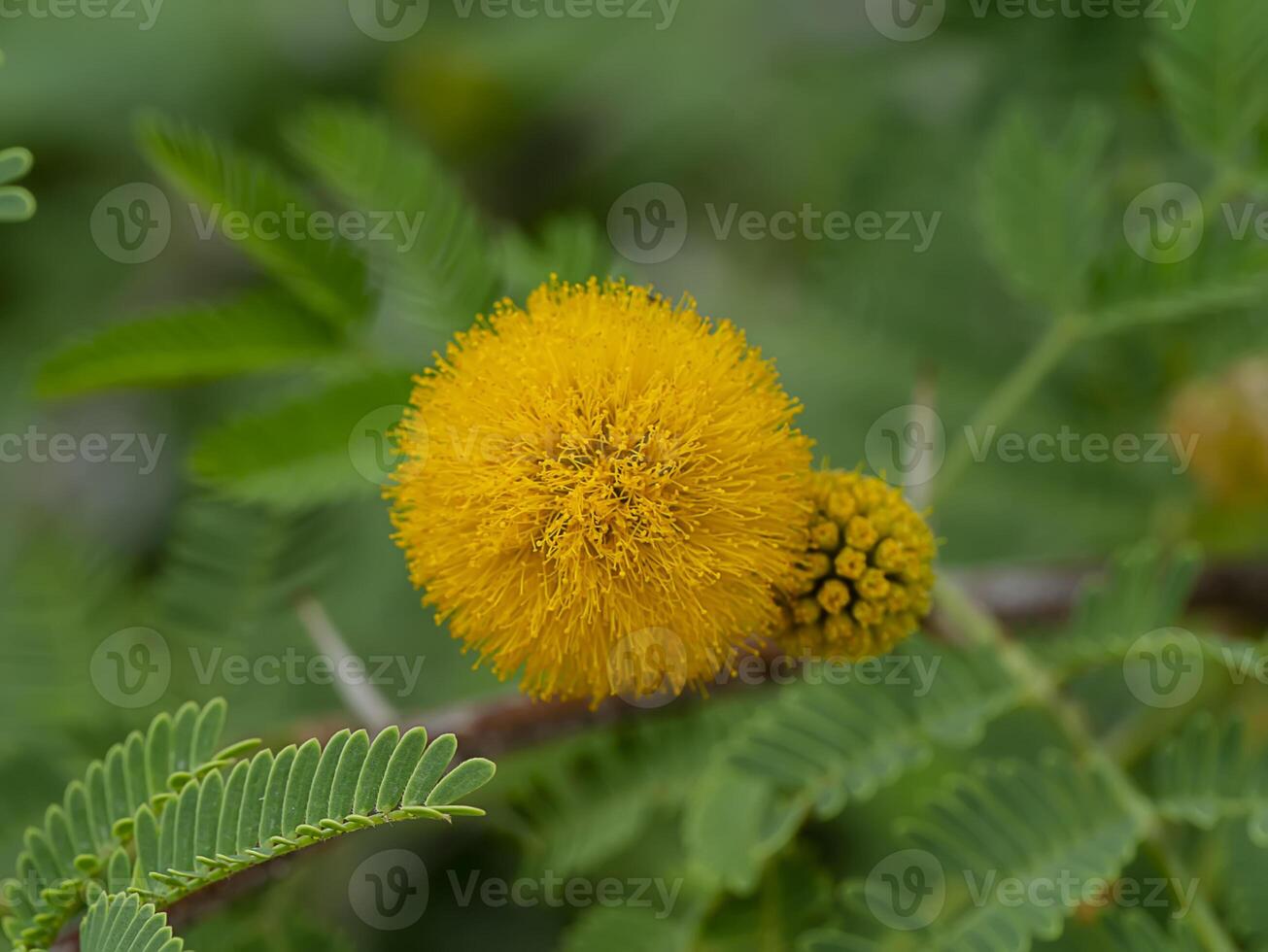 Close up Yellow flower of Acacia Farnesiana tree. photo