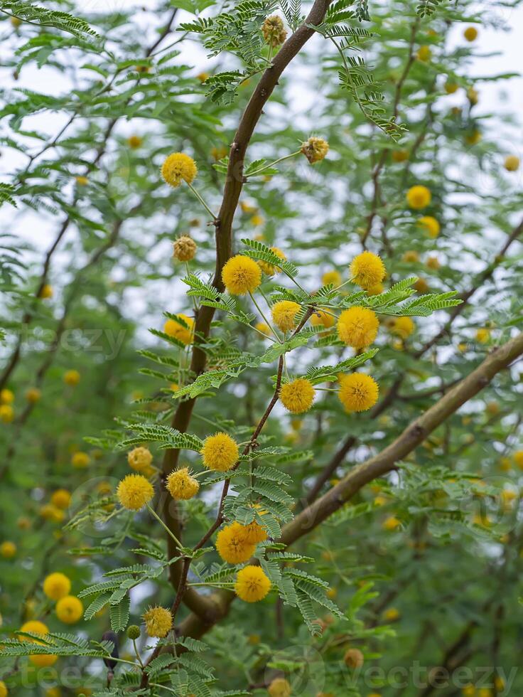 Close up Yellow flower of Acacia Farnesiana tree. photo