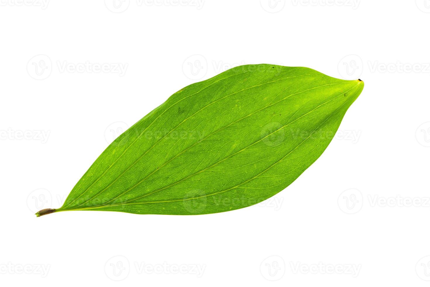 Close up of Acacia mangium leaves photo