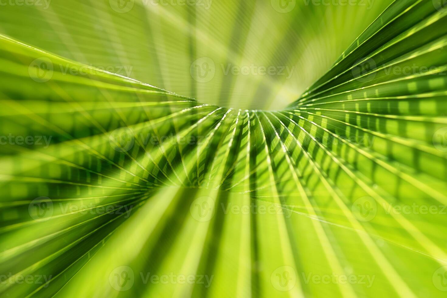 Close up of green palm leaf background photo