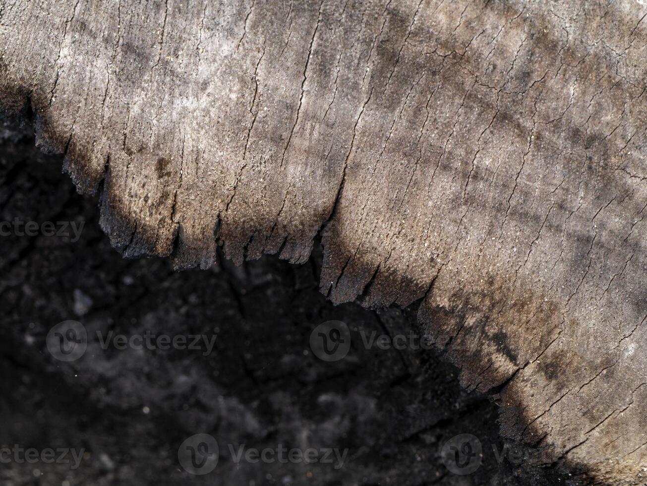 Close up Old wood background. photo