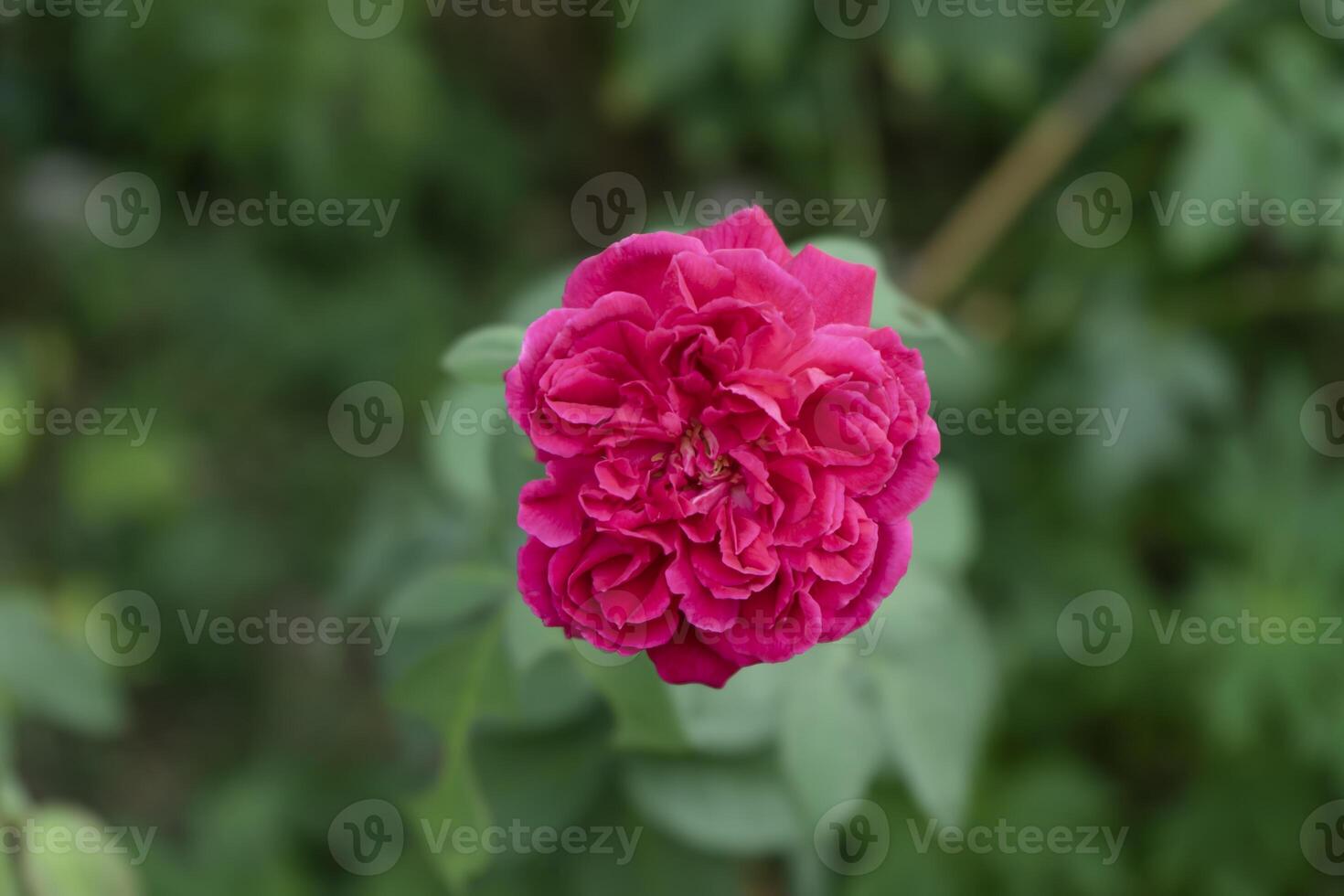 Close up deep pink Damask Rose flower Rosa damascena with blur background. photo
