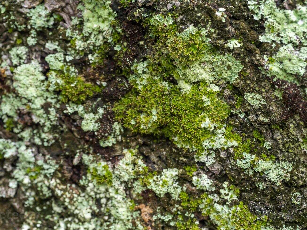 Lichens are symbiotic fungi. They are able to grow on the tree. photo