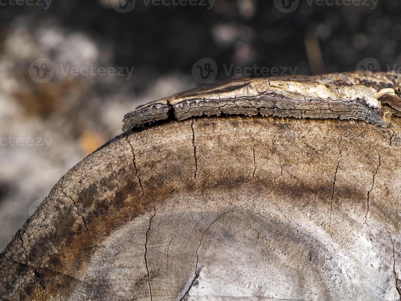Close up Old wood background. photo