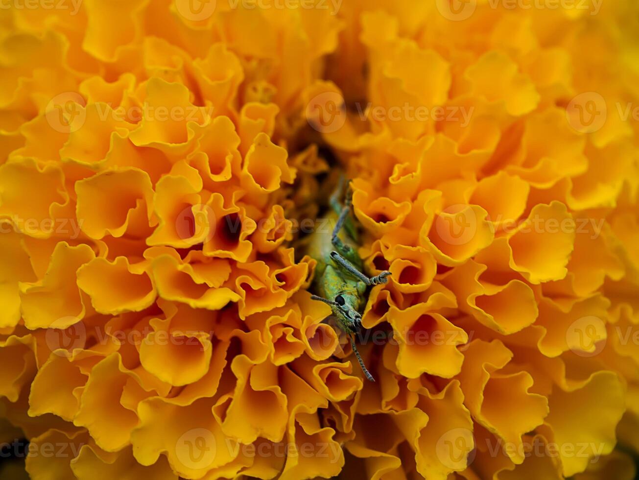 Close up marigolds flower in garden photo
