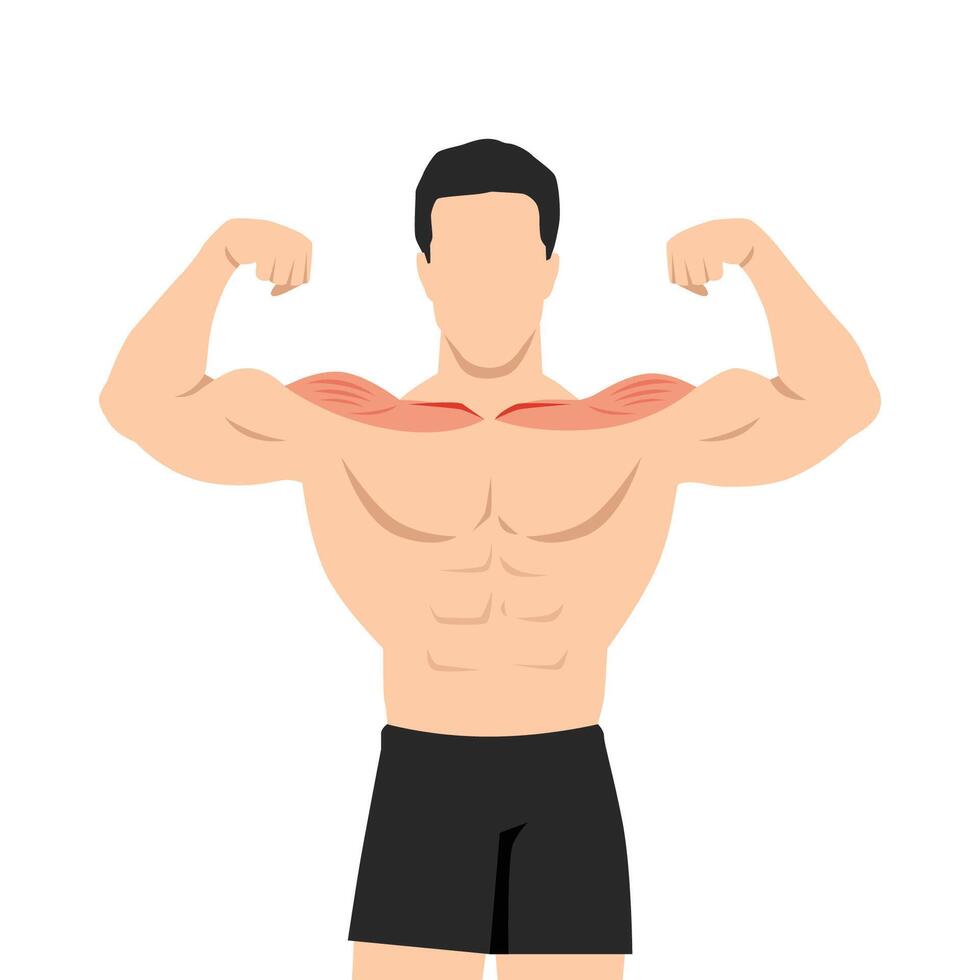 Young muscular man flexing his biceps with shoulder muscle focus. vector
