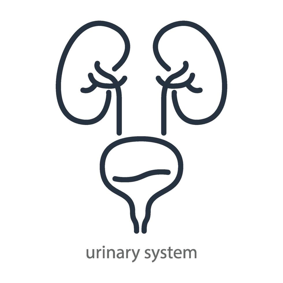 Urinary system of human. Line icon symbol of a urology clinic. illustration isolated on white background vector
