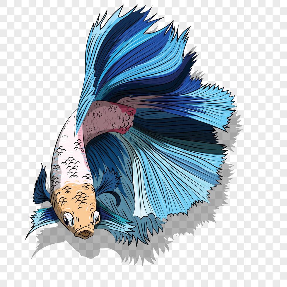 Colorful Beta fish. colored beta fish illustration. Aquarium betta fish with huge fins. vector