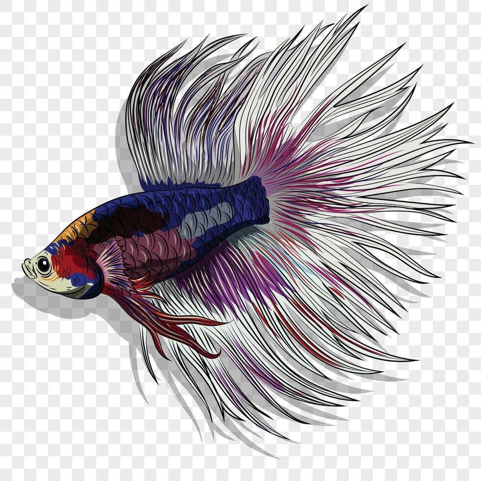 Colorful Beta fish. colored beta fish illustration. Aquarium betta fish with huge fins. vector