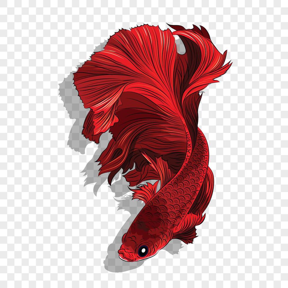Colorful Beta fish. colored beta fish illustration. Aquarium betta fish with huge fins. vector