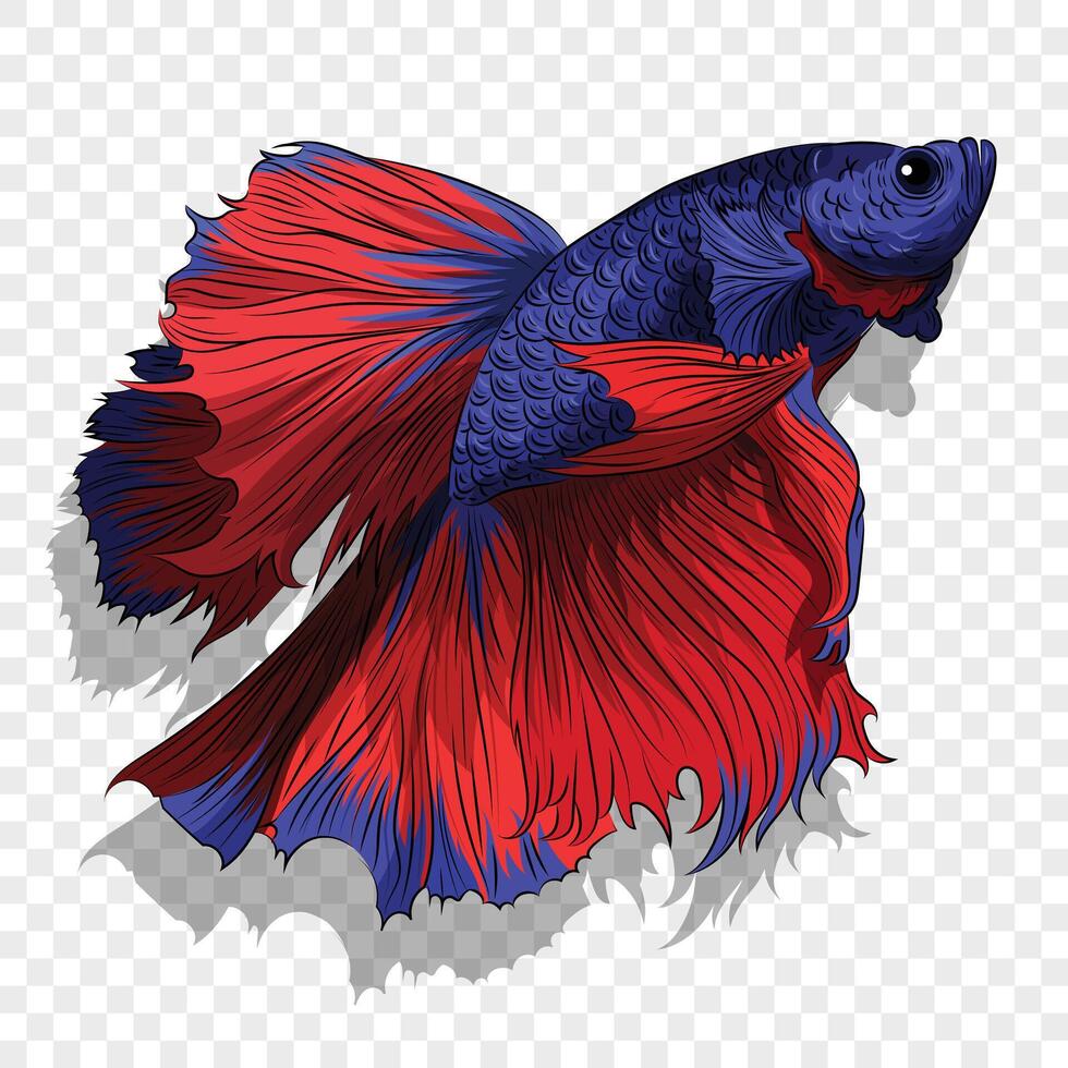 Colorful Beta fish. colored beta fish illustration. Aquarium betta fish with huge fins. vector