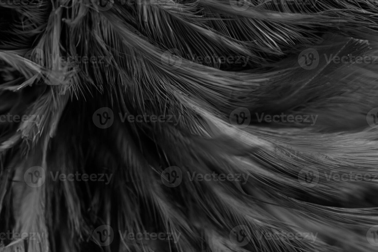 Exquisite Pattern of Dark Black Feathers, Elegant Texture Background photo