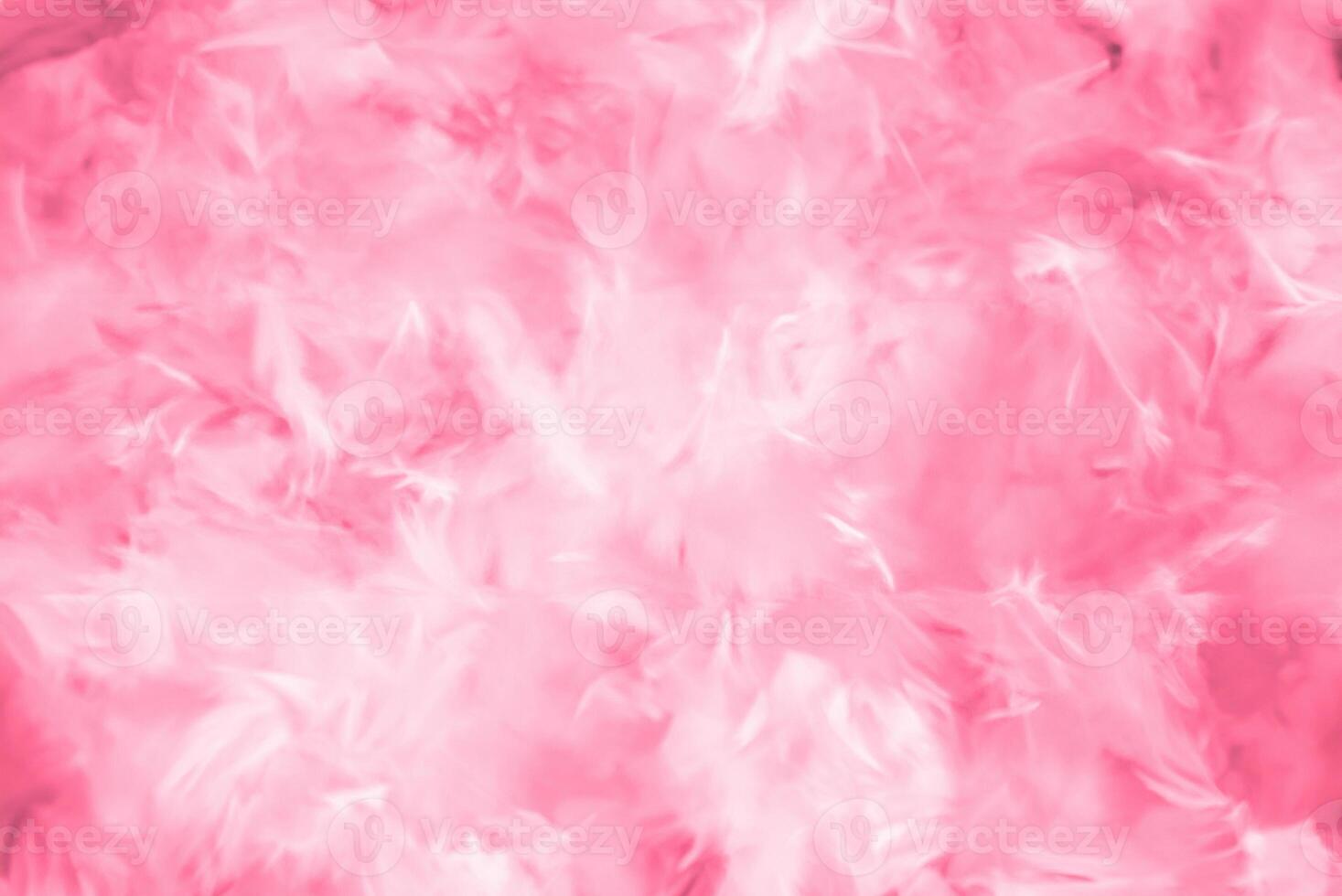Abstract Colorful Feathers with Soft Textures on White and Pink Backgrounds, Valentine's Day Theme photo
