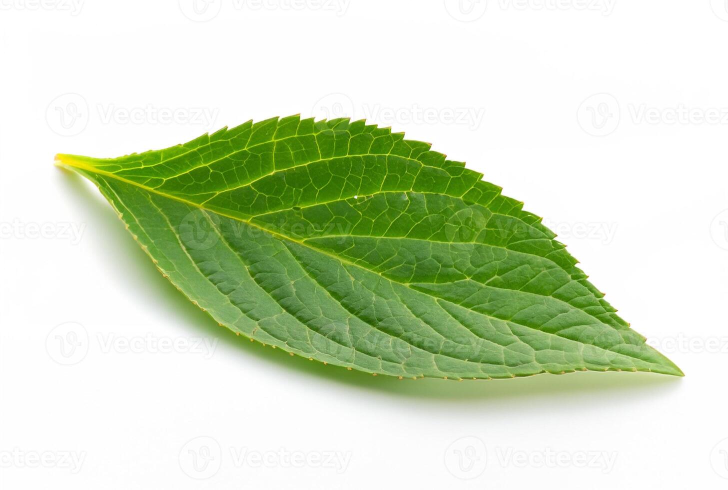 Green Leaf Against Clean White Background photo