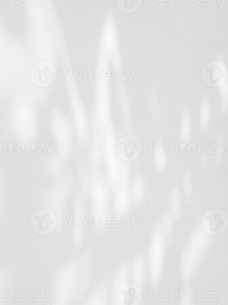 Minimalist Composition, Palm Leaf Shadows on White Concrete Wall photo