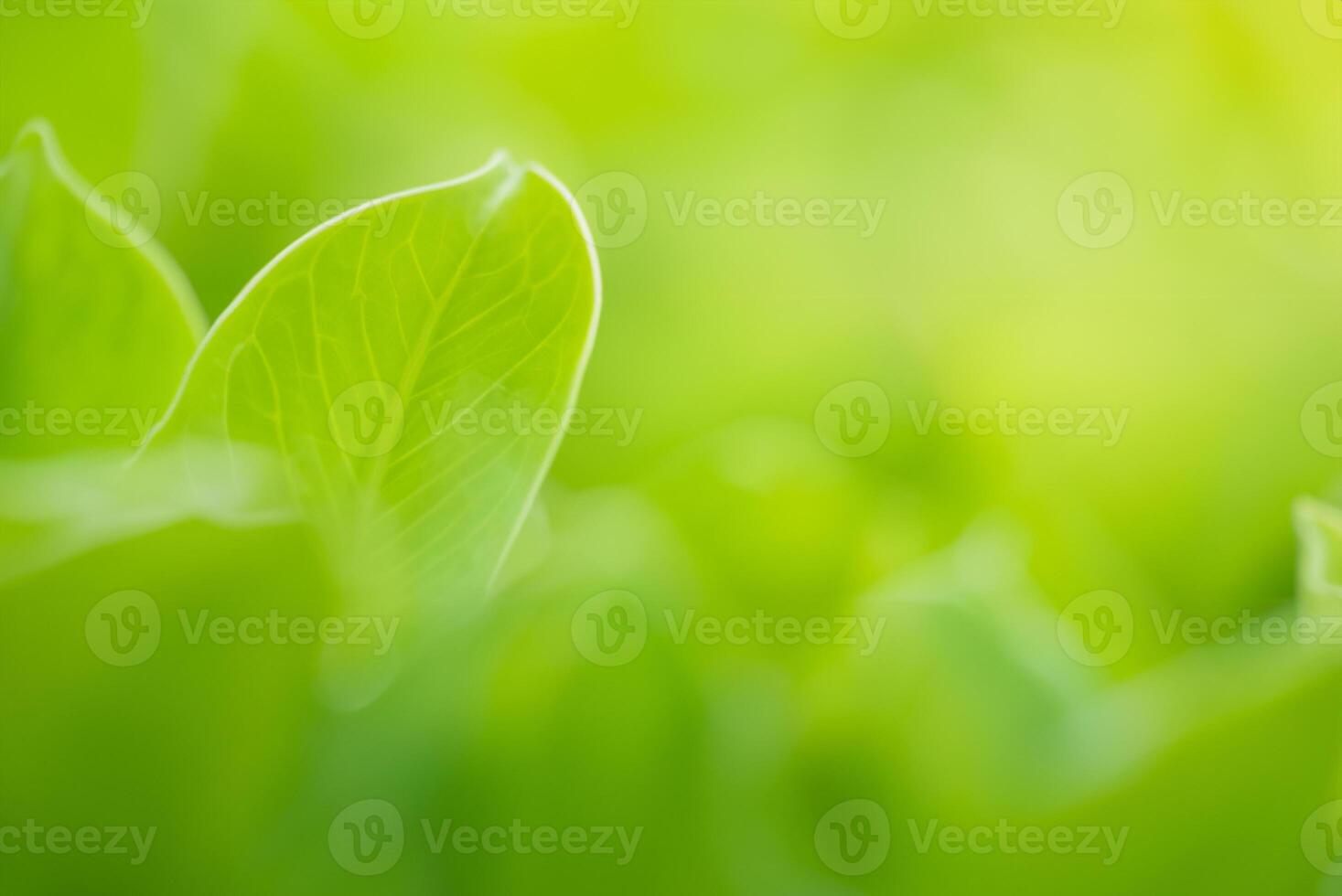Close-Up of Green Leaves in Public Garden Park, Natural Beauty and Ecology Concept with Copy Space photo