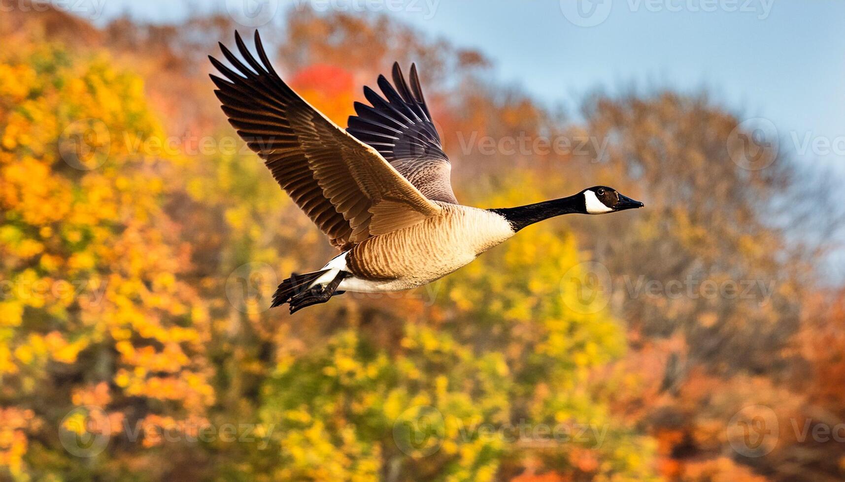 A flying Canadian goose against blurred autumnal trees background photo