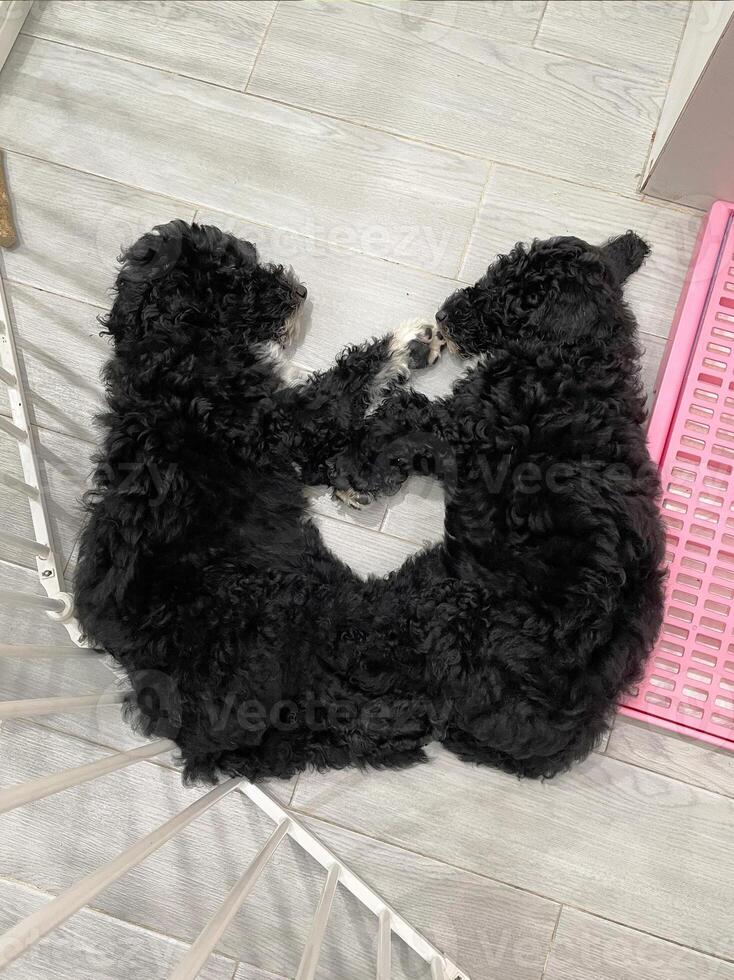 Two Standard poodle sleeping on floor. Standard poodle puppy photo
