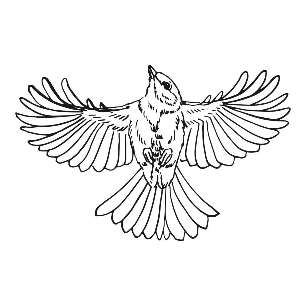 Titmouse. Flying bird. Hand drawn illustration. vector
