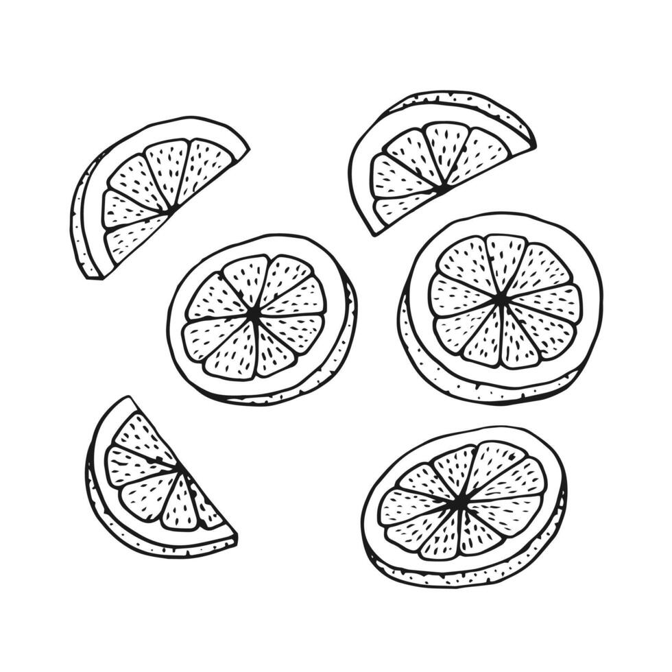 Set of lemon slices. Hand drawn illustration in outline style. vector