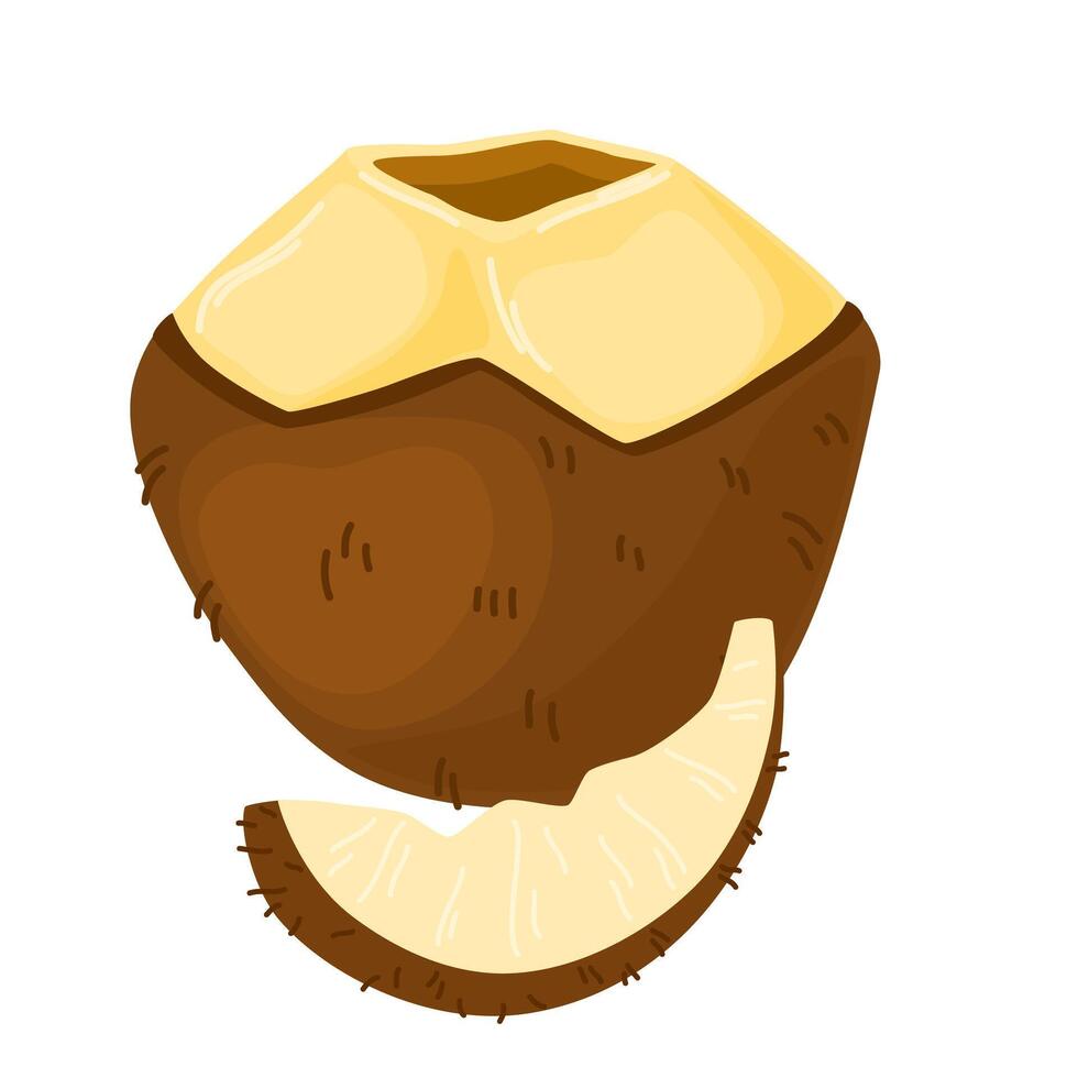 Coconut half. Cut coco nut fruit. Open tropical food with flesh and hard brown shell. Exotic eating, natural nutrition. Flat illustration isolated on white background vector