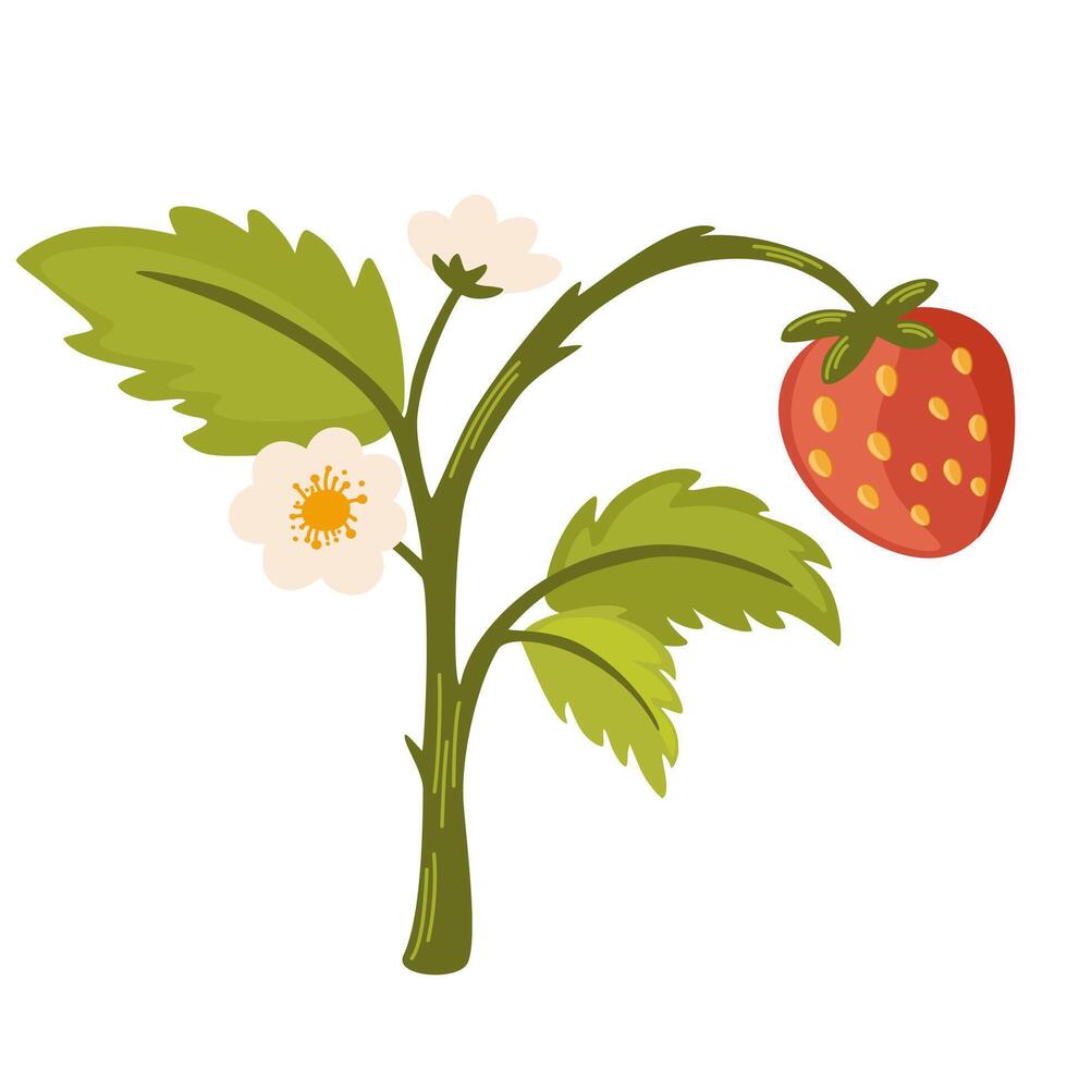 Wild strawberry, forest red berries growing on stem with leaf. Ripe fruits and leaves on woods plant. Fresh healthy summer food. Botanical flat illustration isolated on white background vector