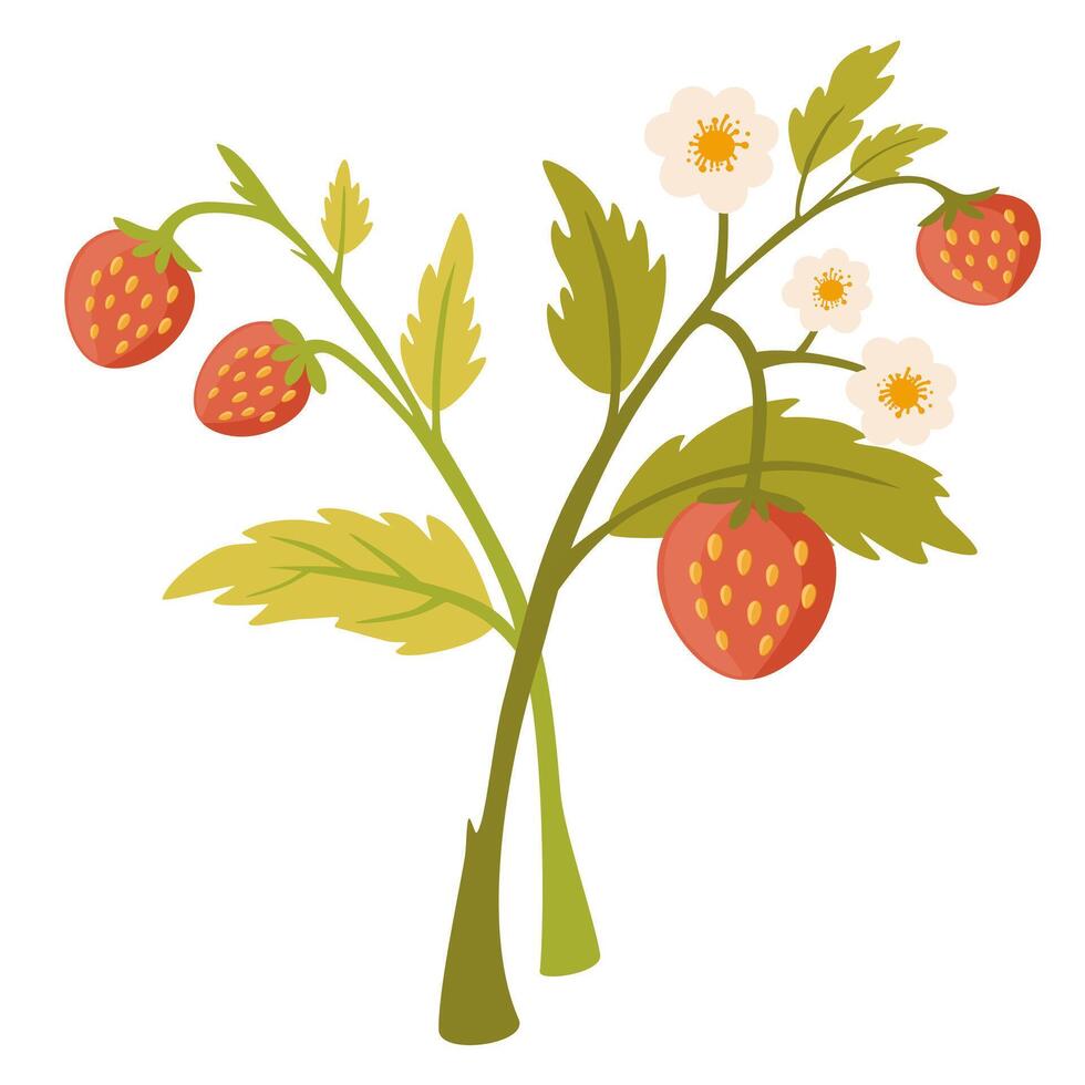Wild strawberry branch. Forest fruit plant with fresh ripe berries, blooming flower and leaf. Botanical drawing of Fragaria. Flat hand-drawn illustration isolated on white background vector