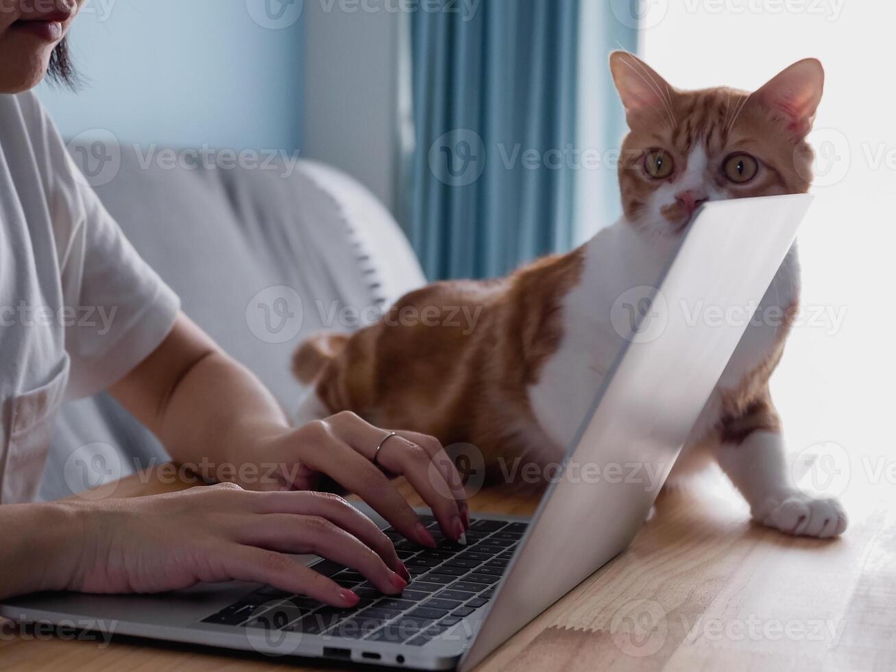 girl working at laptop computer at home with a cat looking at the girl's work photo