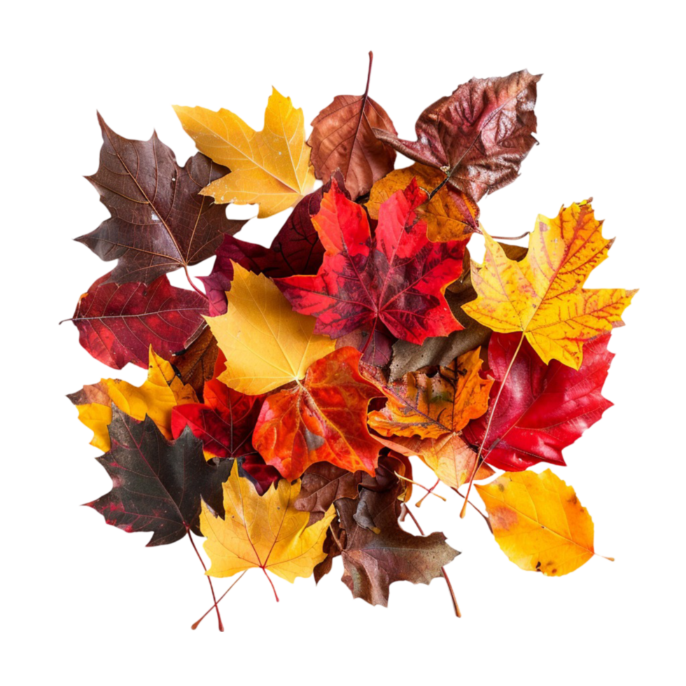 colorful autumn leaves png