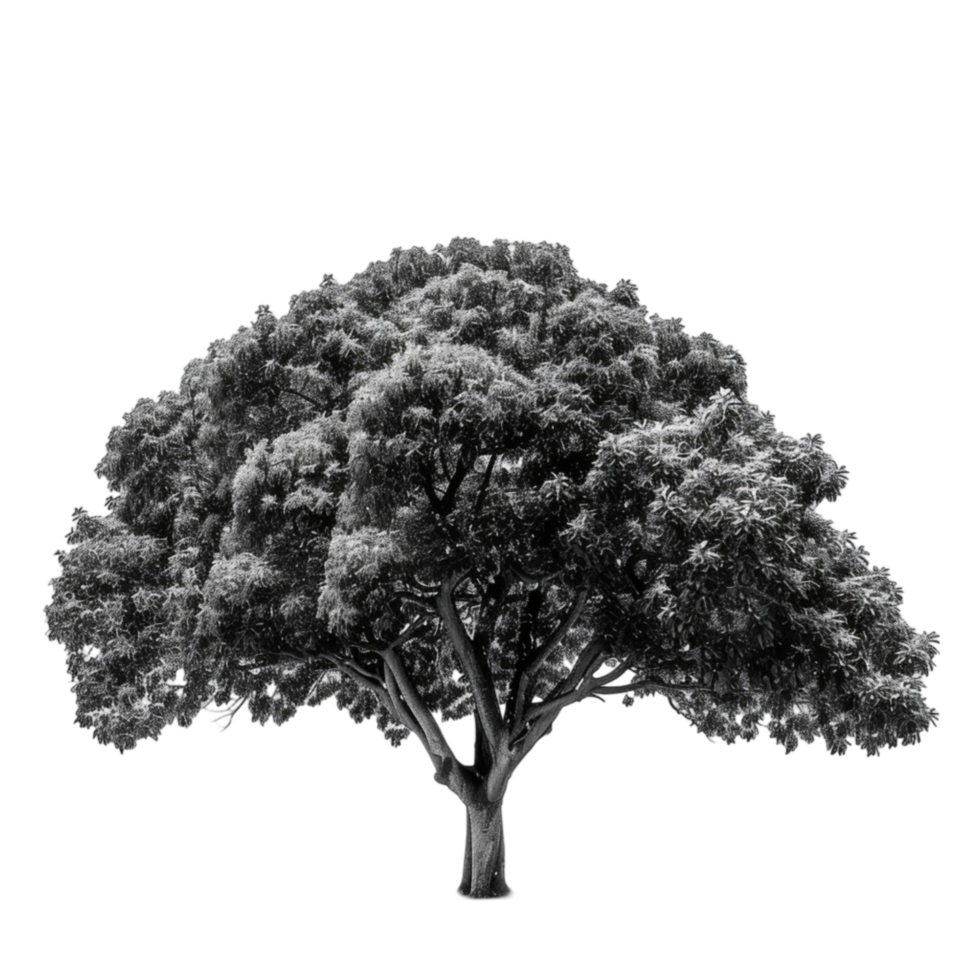 black and white tree png