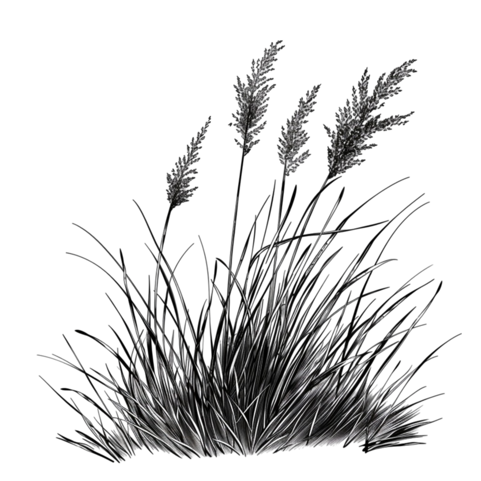a drawing of grass png