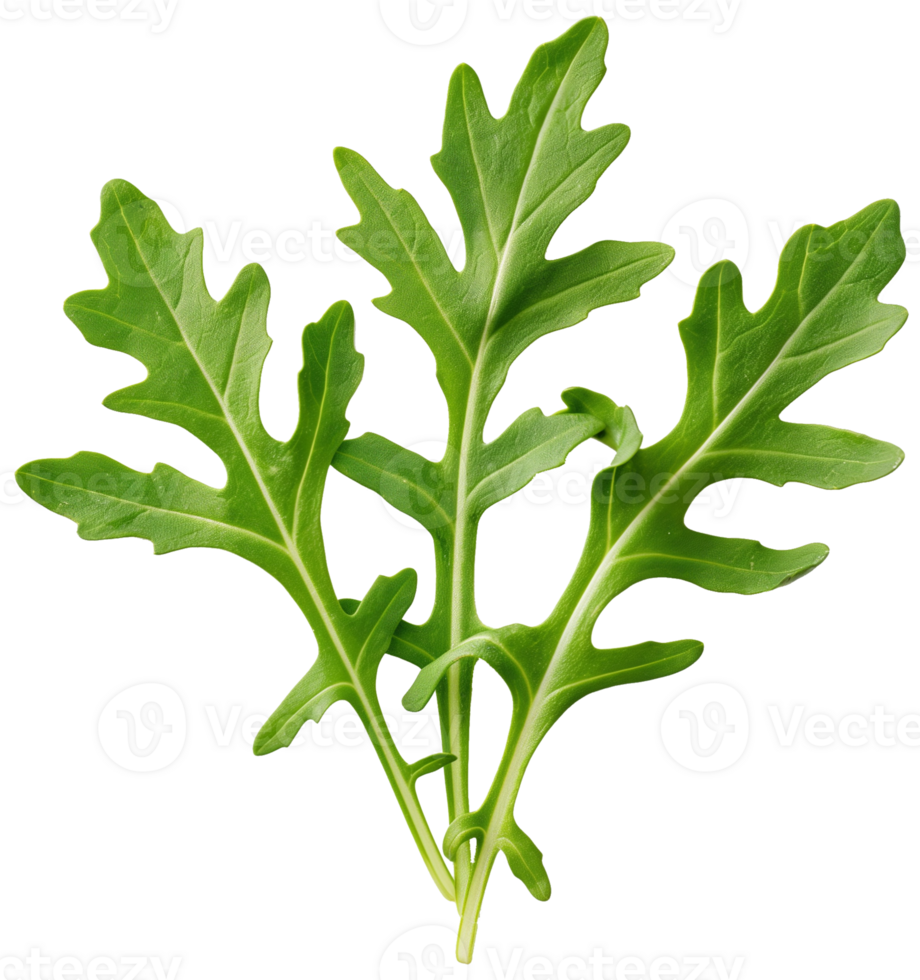 Rocket, Eruca, and arugula - bunch of Arugula isolated illustrations on a transparent background png