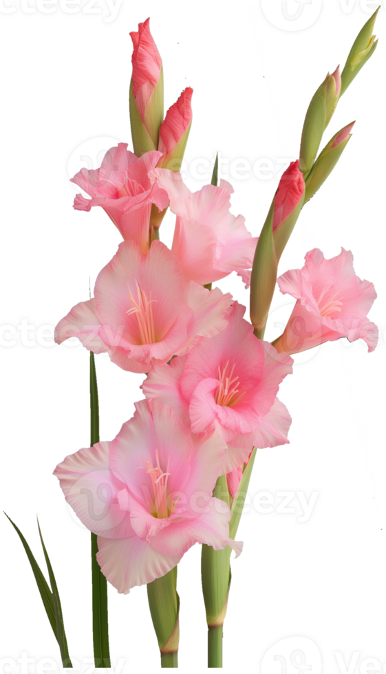 Sword lily illustration - Gladiolus Flower isolated on a transparent background png