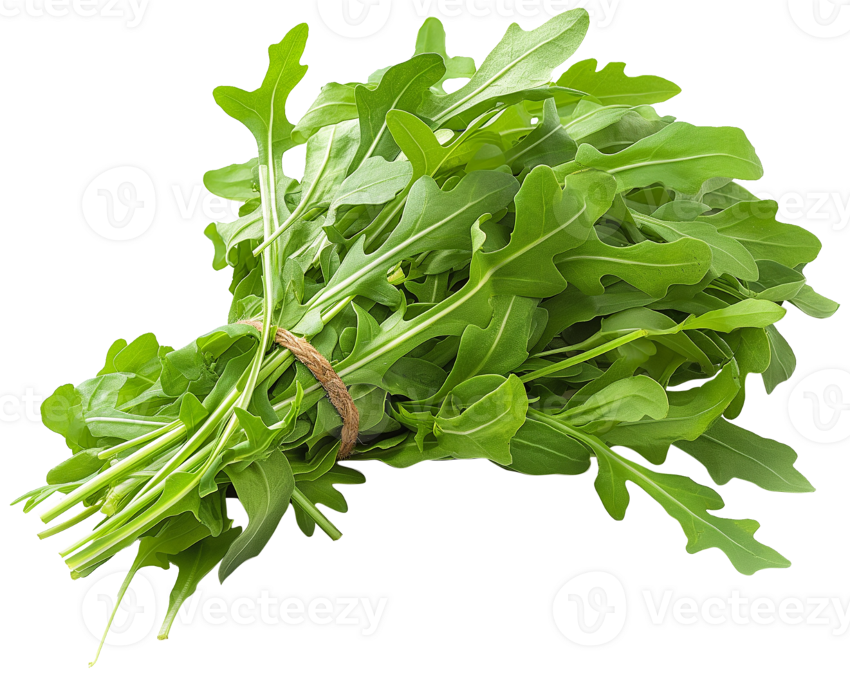 Rocket, Eruca, and arugula - bunch of Arugula isolated illustrations on a transparent background png