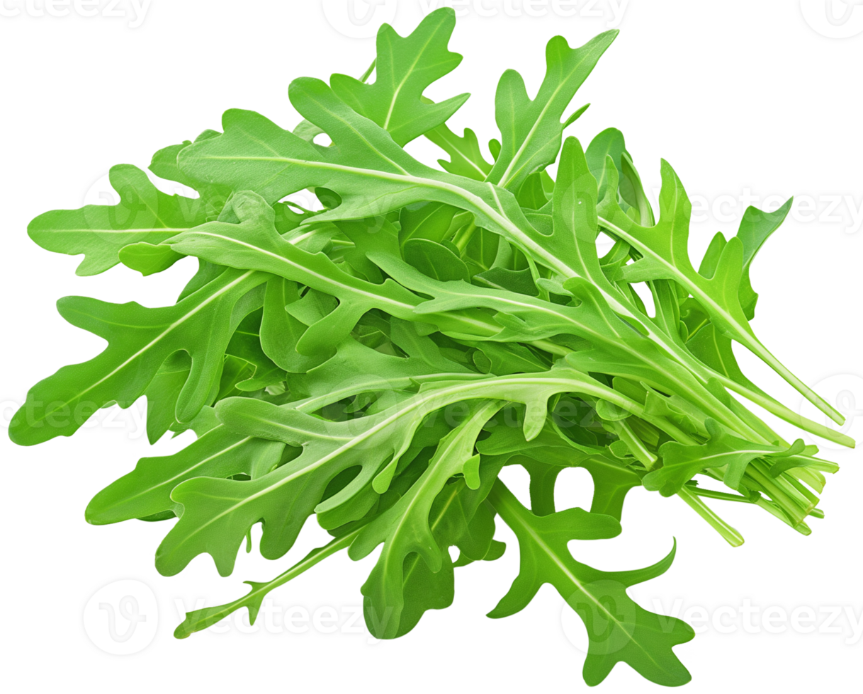 Rocket, Eruca, and arugula - bunch of Arugula isolated illustrations on a transparent background png