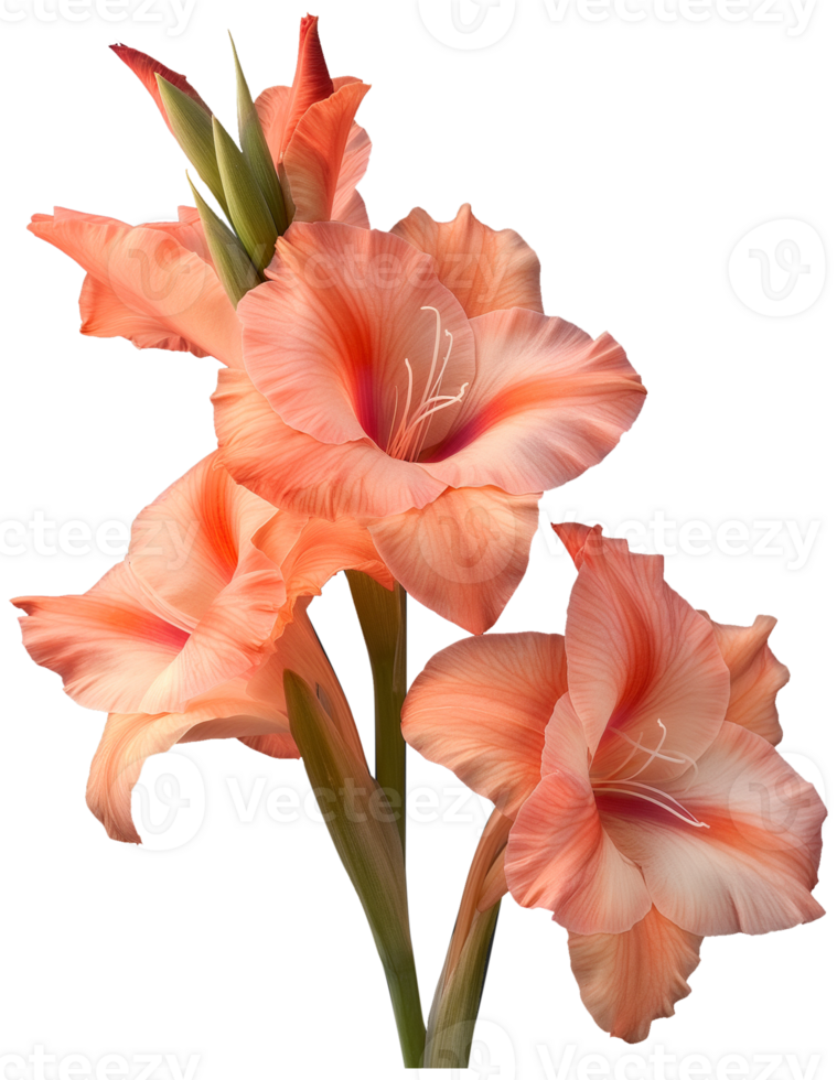 Sword lily illustration - Gladiolus Flower isolated on a transparent background png