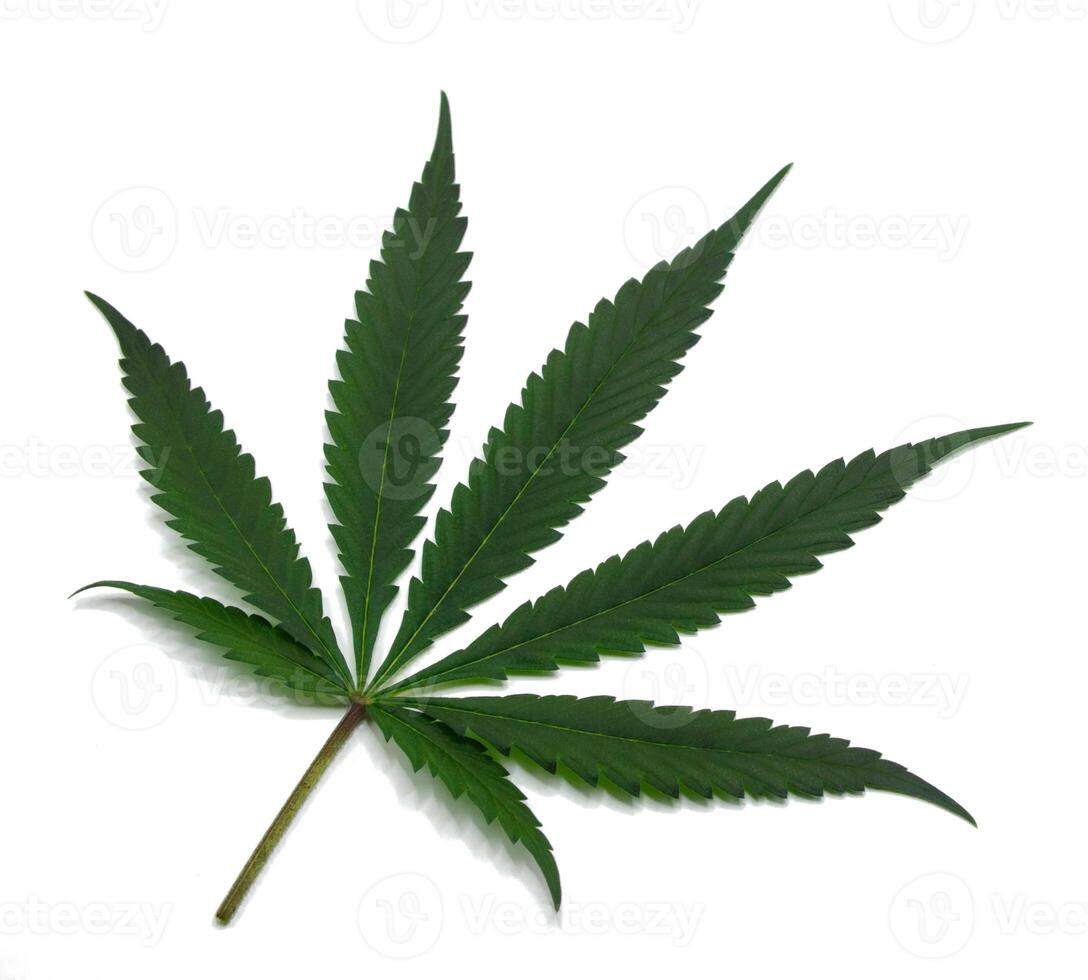 Green cannabis leaves with beautiful pattern in order or set marijuana leaf on isolated white background 2024. photo