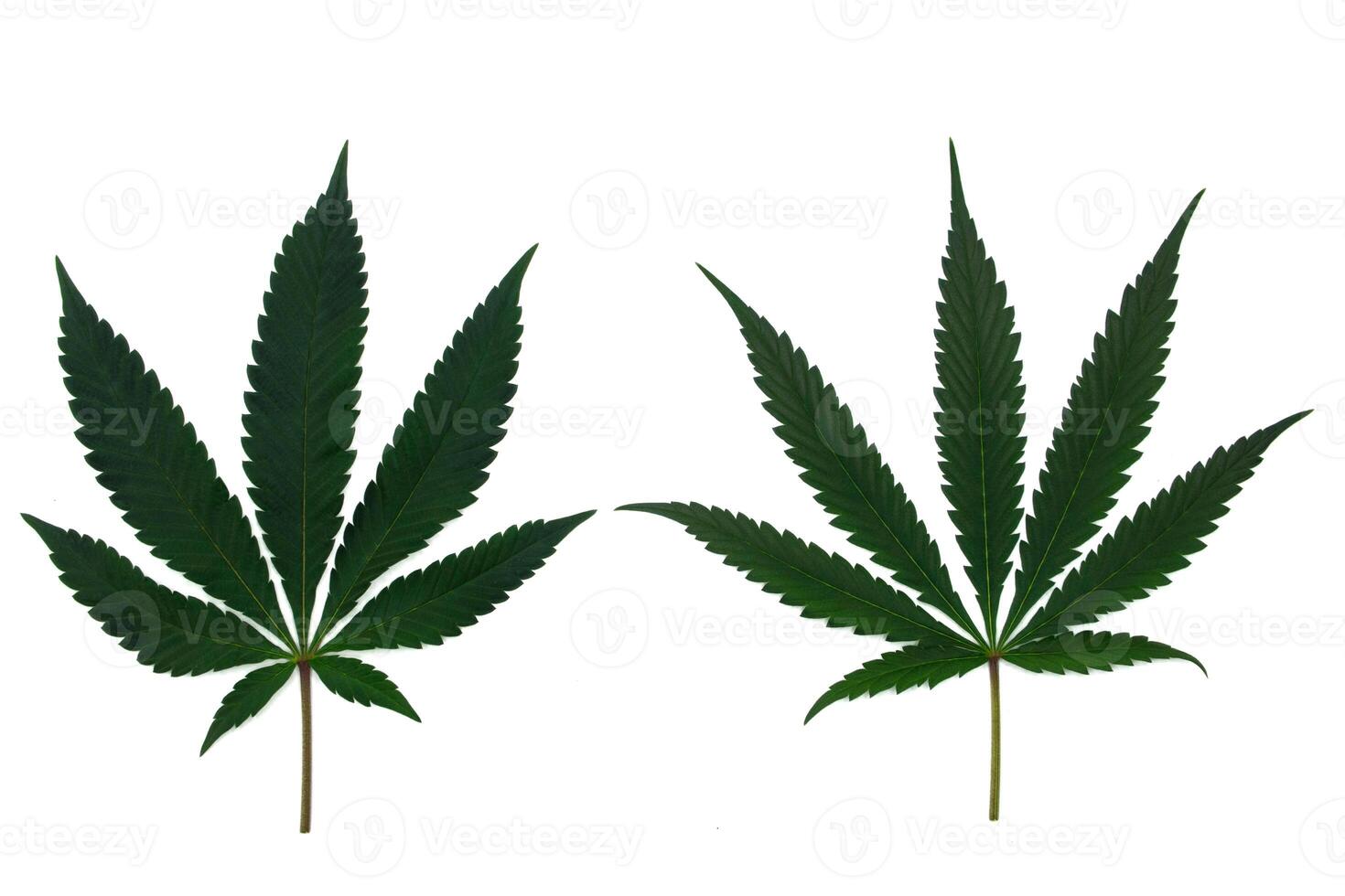 Two different beautiful cannabis leaves in a marijuana leaf in set isolated on white background 2024. Pattern of cannabis young leaves and old leaves texture. photo
