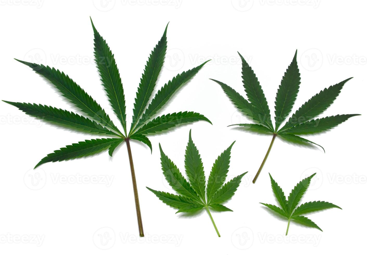 Four beautiful green cannabis leaves or hemp leaf in an order or set of marijuana leaf isolated on white background 2024. pattern Cannabis young leaves and old leaves texture. photo