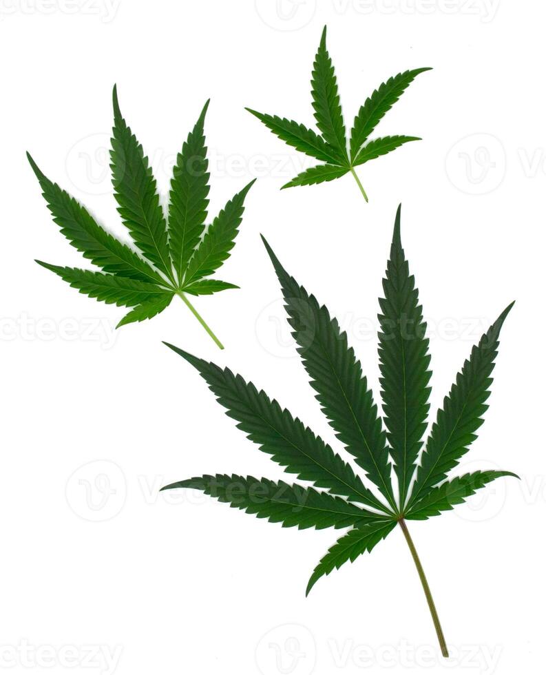 Beautiful three green cannabis leaves or hemp leaf in an order or set of marijuana leaf isolated on white background 2024. Cannabis young leaves and old leaves texture. photo