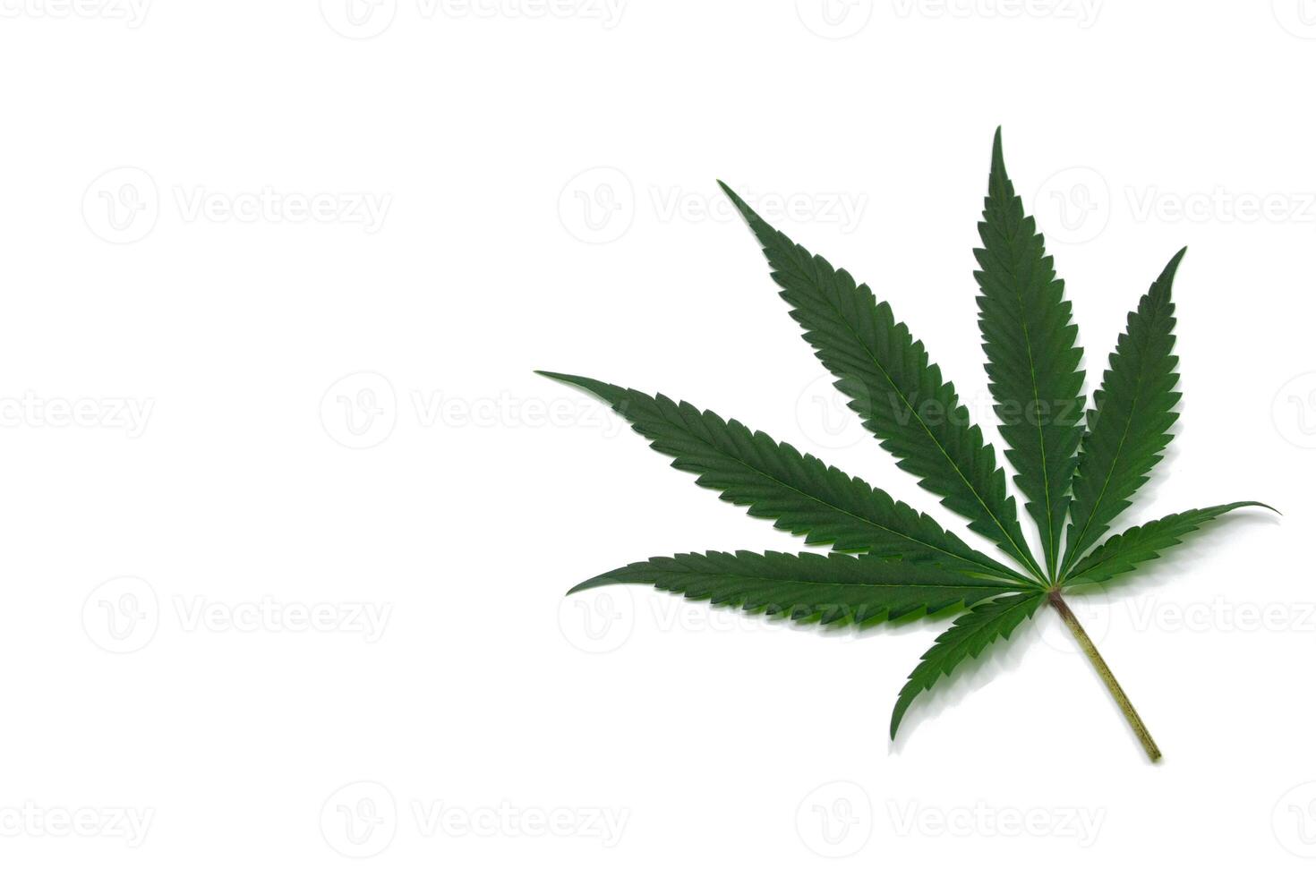 Green cannabis leaves with beautiful pattern in order or set marijuana leaf on isolated white background 2024. Pattern cannabis young leaves and old leaves texture. photo