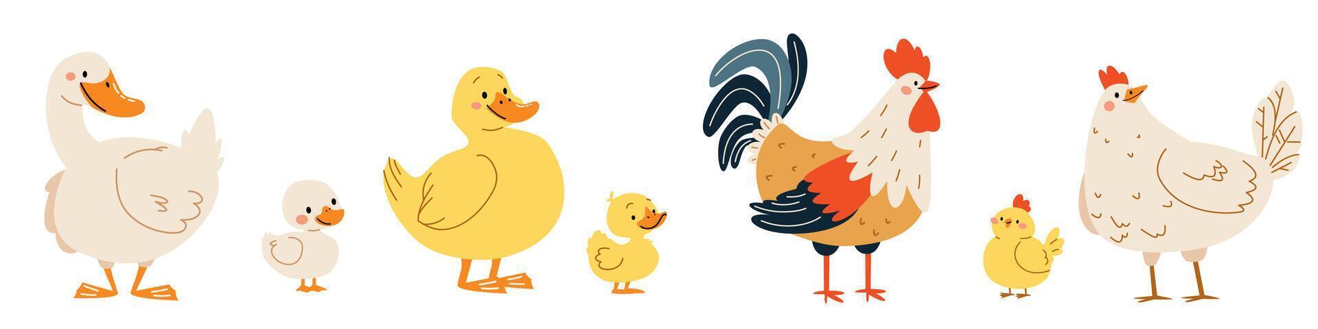 Set of flat illustrations on white background. Domestic birds with their children. Goose duck hen and rooster duckling chick chicken vector