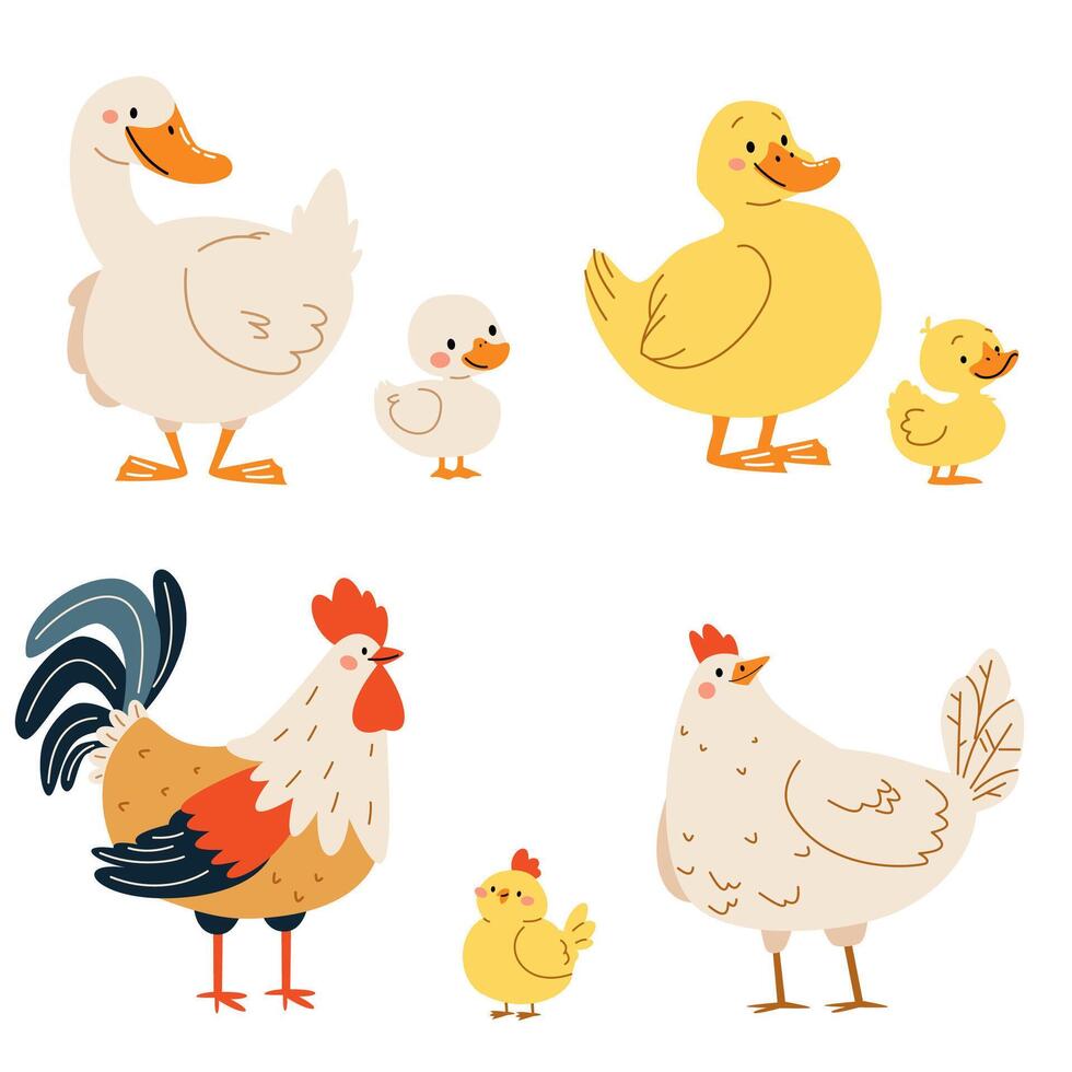 Set of flat illustrations on white background. Domestic birds with their children. Goose duck hen and rooster duckling chick chicken vector