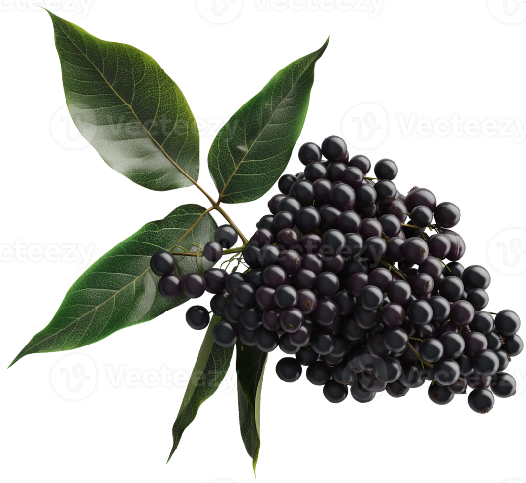 Sambucus fruit illustration - Raw Elderberry fruit wtih leaf isolated on a transparent background png