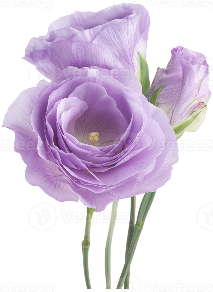 Prairie gentian illustration - lisianthus Flower isolated on a transparent background png