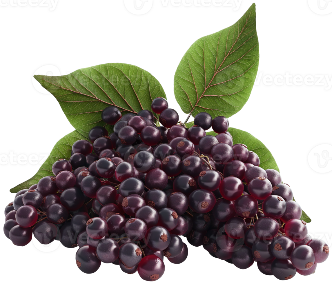 Sambucus fruit illustration - Raw Elderberry fruit wtih leaf isolated on a transparent background png