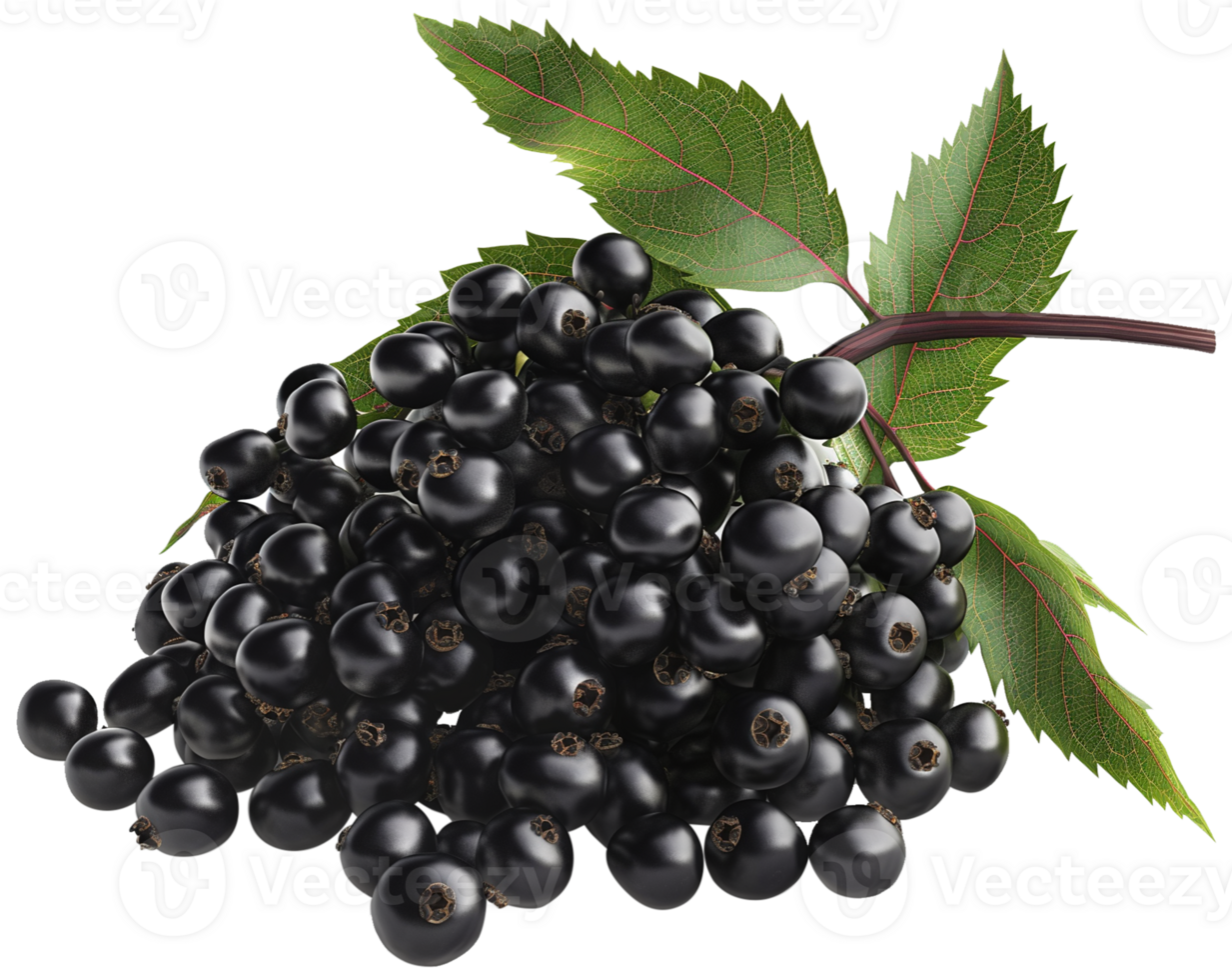 Sambucus fruit illustration - Raw Elderberry fruit wtih leaf isolated on a transparent background png