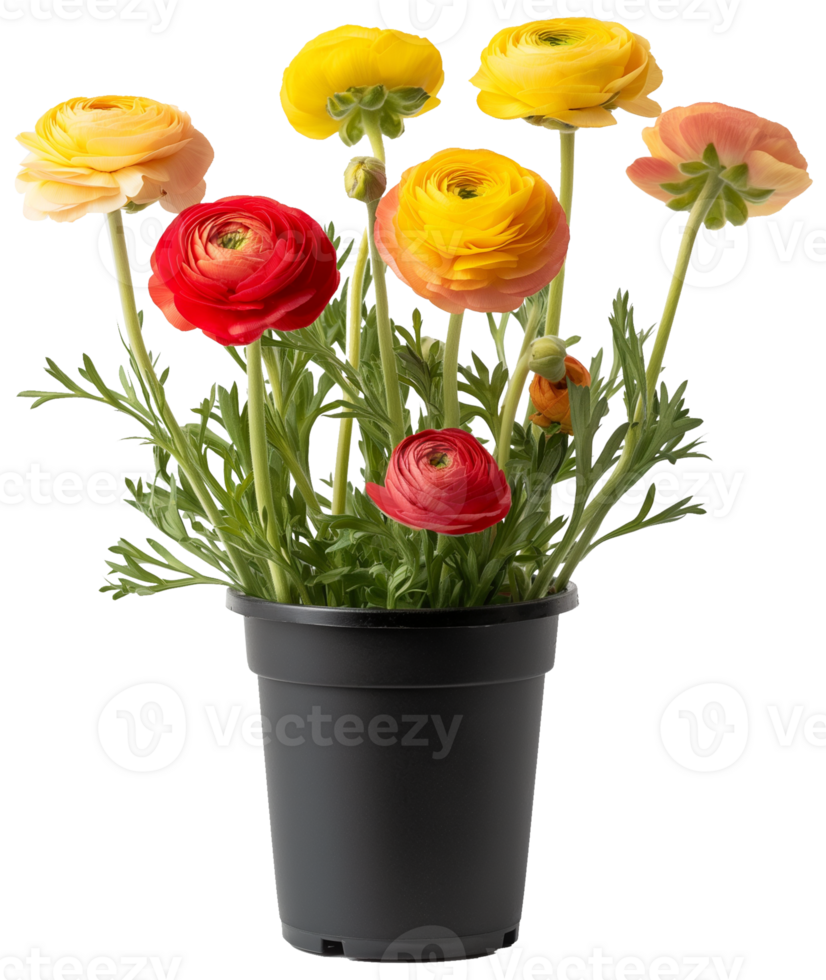 Ranunculus illustration - Buttercup Flower isolated on a transparent background png
