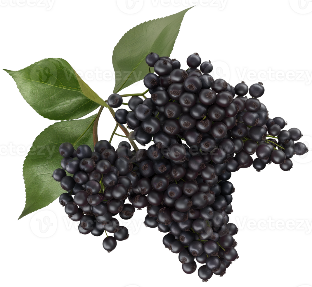 Sambucus fruit illustration - Raw Elderberry fruit wtih leaf isolated on a transparent background png